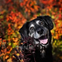 Kobe in the Autumn Glow – A Joyful Farewell Senior black dog named Kobe smiling with his tongue out, surrounded by vivid autumn leaves in golden sunlight.