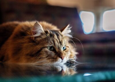 Fluffy Siberian Forest Cat named Ginny lying on a reflective glass surface, gazing into the distance with bright green eyes.