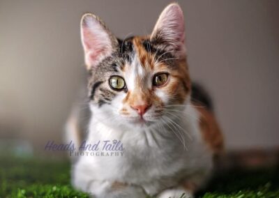 Calico kitten lying on cat tree in soft natural light.