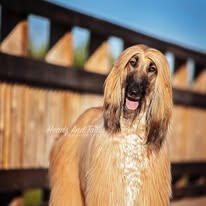 Afghan Hound with a long, flowing golden coat smiles on a sun-lit wooden footbridge, photographed in warm afternoon light by Heads & Tails Photography.
