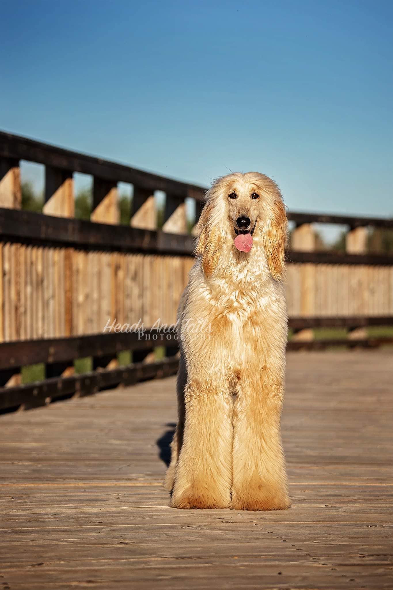 Long-haired Afghan Hound standing confidently on a wooden boardwalk under clear blue skies, with silky cream coat flowing in the sunlight.