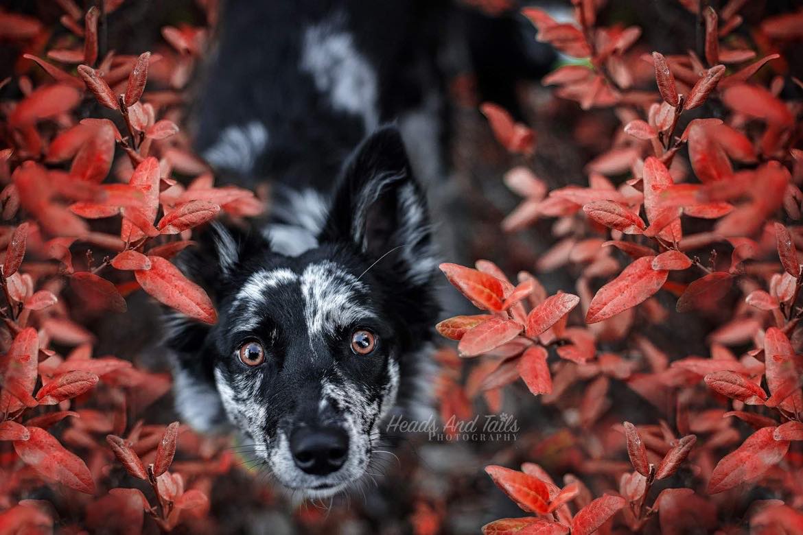 Black and white German Coolie dog named Firefly peeking through vibrant red autumn leaves with wide, alert eyes.