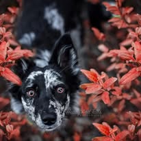 472519161_3693371007640090_7413377270441558985_n Close-up of a black and white German Koolie named Firefly, with striking brown eyes, surrounded by vibrant red leaves.
