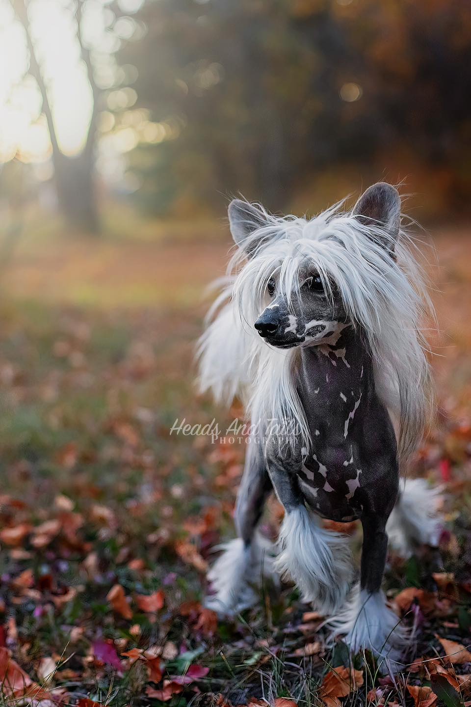 Chinese Crested dog named Stark standing on colorful fallen autumn leaves, with long white flowing hair and a bare spotted body, gazing into the distance.