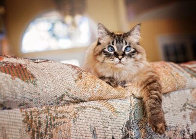 Lynx point Birman type cat with striking blue eyes lounging on a patterned couch, gazing intently into the camera with beautiful backlighting