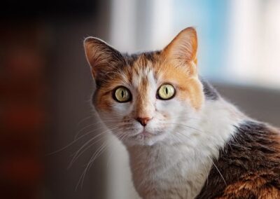 Calico cat with stunning yellow eyes sitting near a window, bathed in soft natural light.