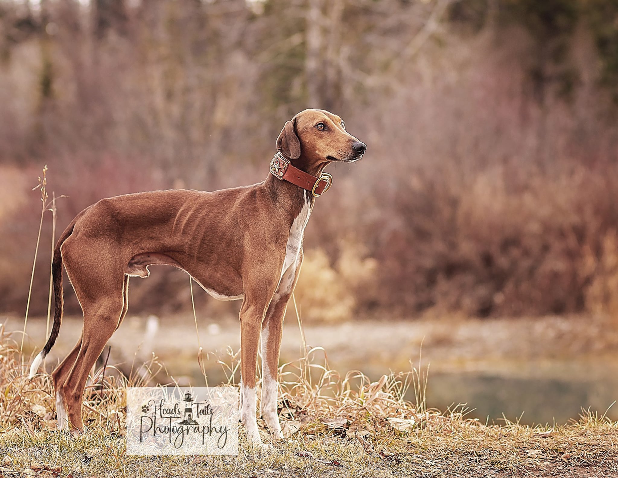 Azawakh dog named Sirius standing alert in a quiet, natural landscape with a river and muted trees in the background.