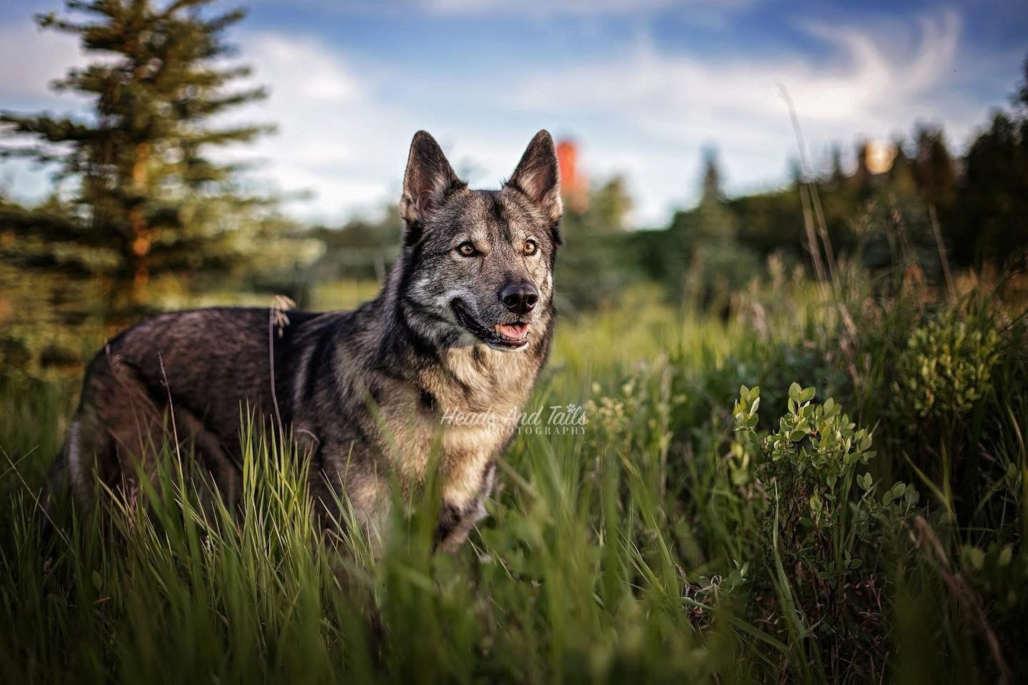 Tamaskan dog named Wylie standing alert in a lush grassy field with trees and a blue sky in the background, exuding a wolf-like presence.