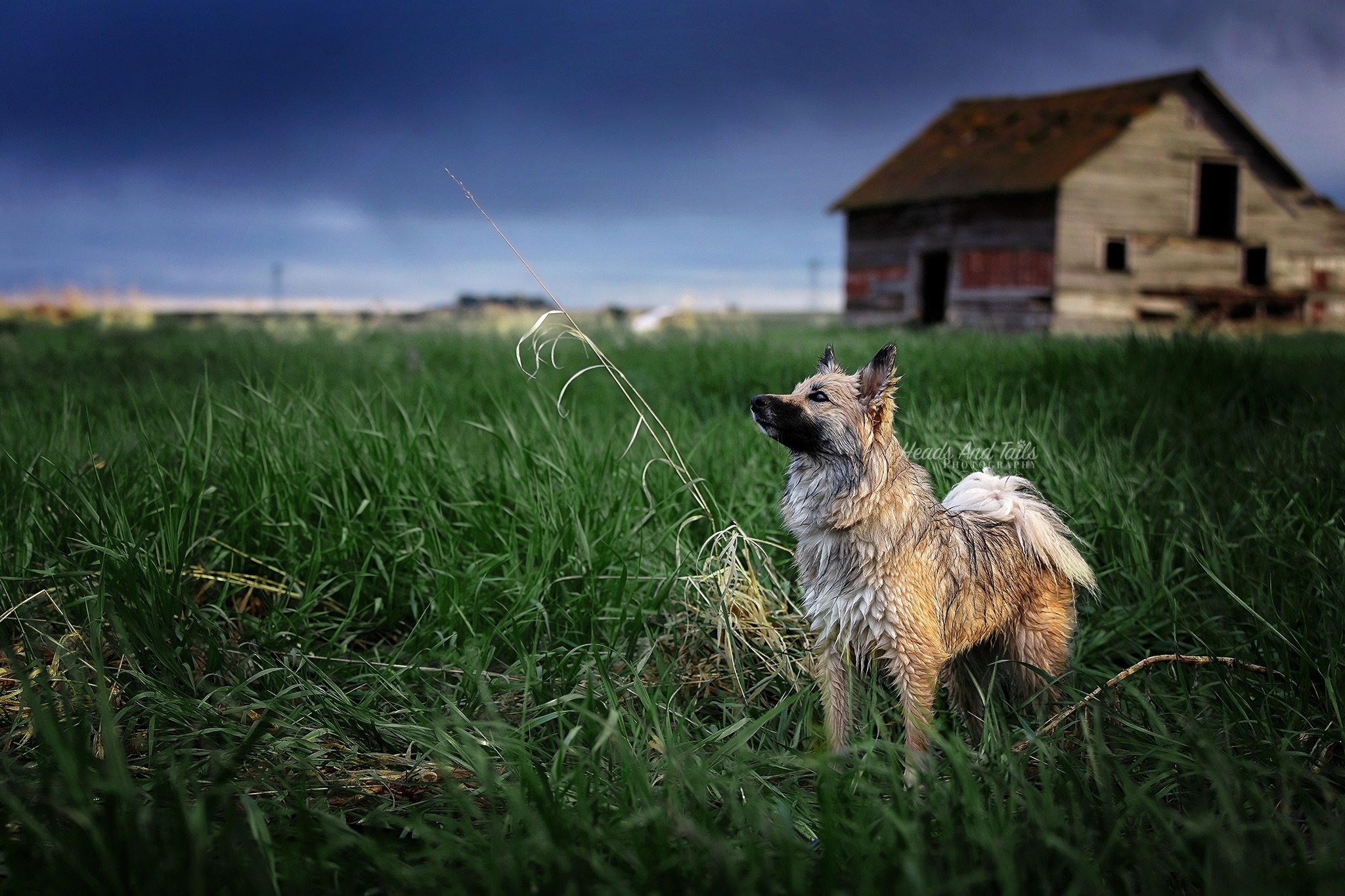 Meet the Icelandic Sheepdog: Iceland’s Cheerful Herding Treasure