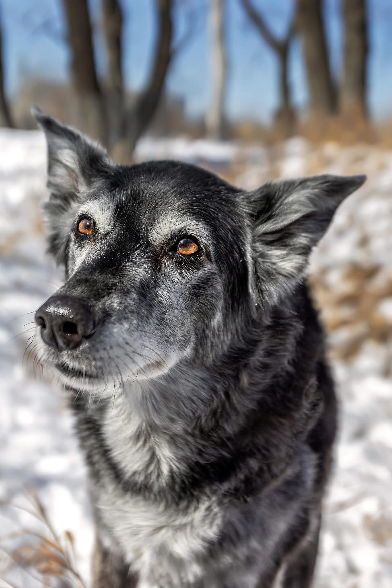 “Wise Eyes in Winter” – Senior Dog Portrait | Heads and Tails Photography Close-up winter portrait of a silver-muzzled mixed-breed dog gazing upward with warm amber eyes, photographed in Nova Scotia by Heads and Tails Photography.
