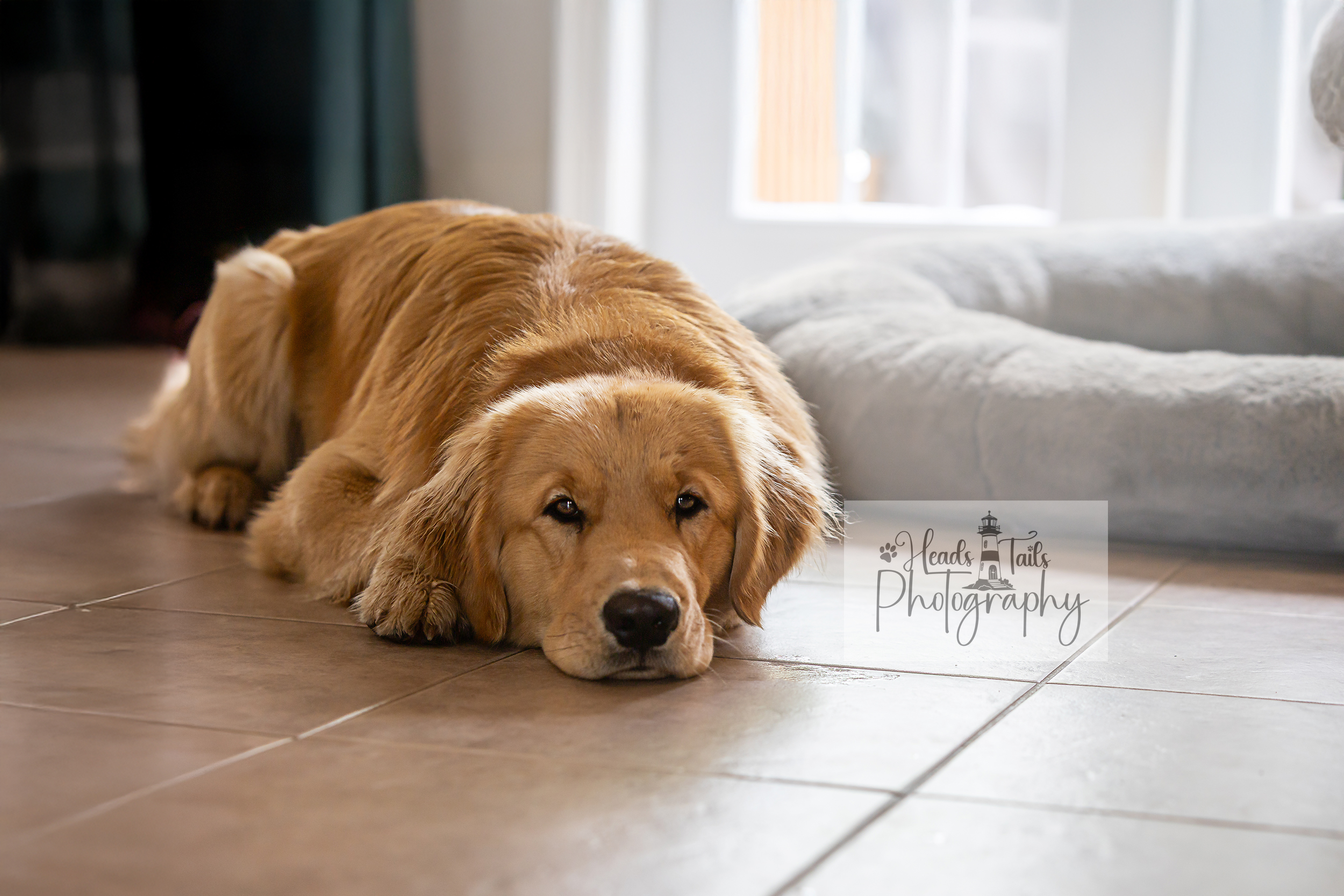 Golden Retriever Cooper resting his head on warm tiled flooring beside a plush grey dog bed, bathed in gentle window light.