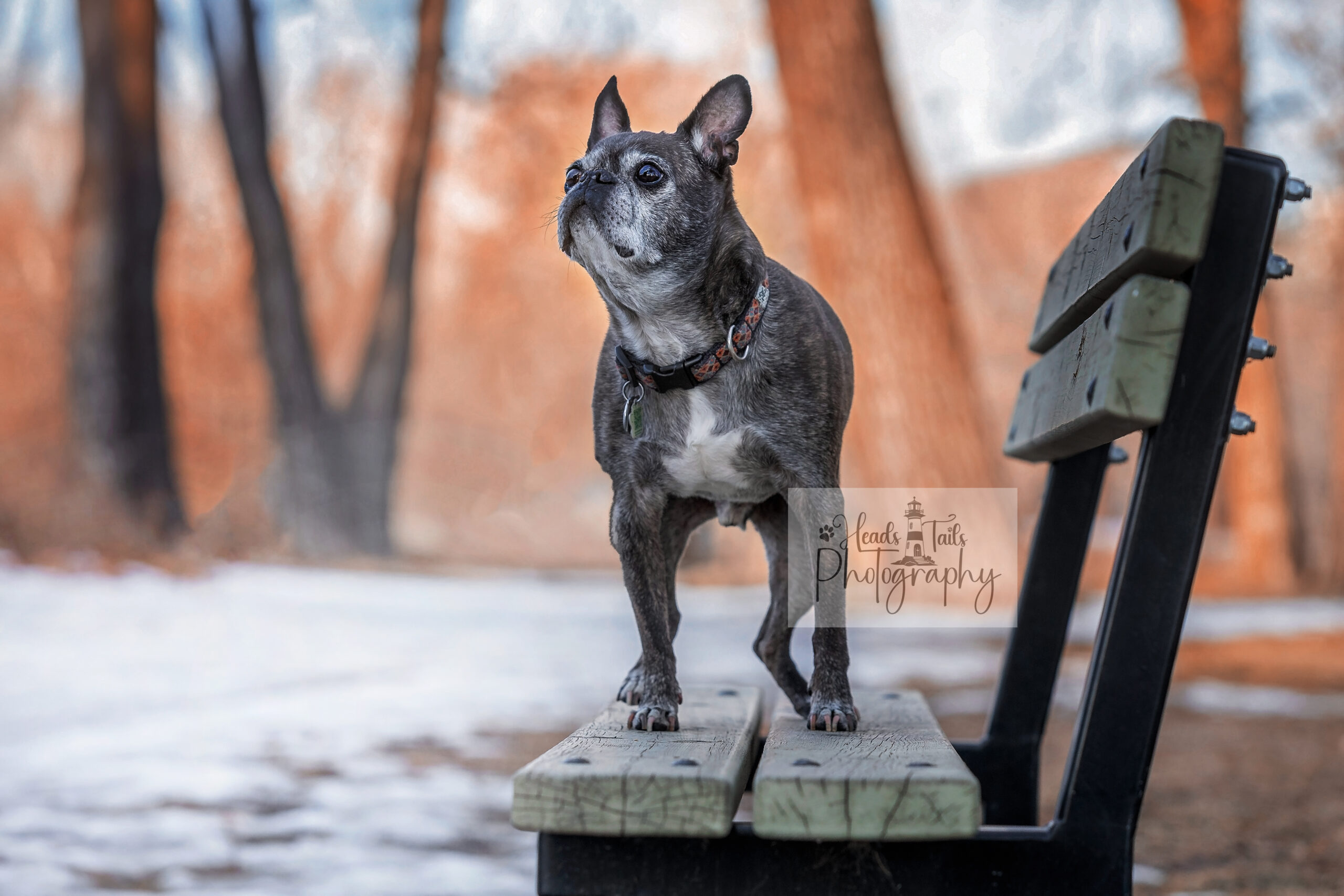 “Pugsly’s Winter Stand” – Senior Dog Portrait | Heads and Tails Photography Senior Boston Terrier mix named Pugsly standing proudly on a snow-dusted park bench during a winter photo session.